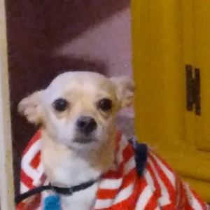 Meet your Posher, Molly